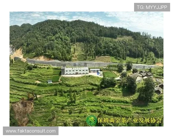 云开茶业有限公司注重产品品质控制，确保每一份茶叶都能带给消费者健康与安心体验